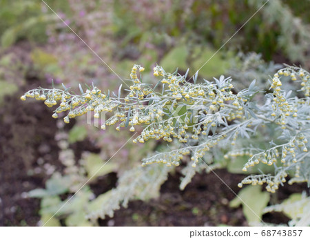 Artemisia absinthium or wormwood flowering plant Artemisia absinthium or wormwood flowering plant 68743857