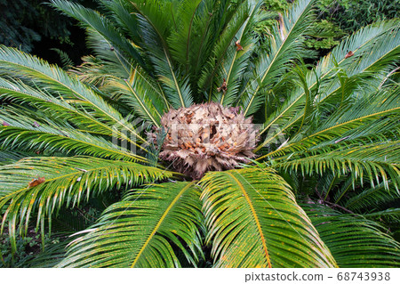 Japanese sago palm or Cycas revoluta plant. 68743938