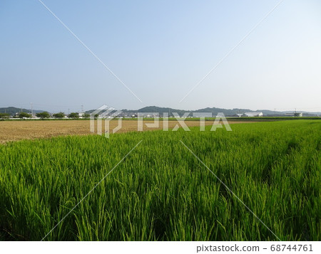 稻米收割後綠色稻田與稻田之間的對比以及遠處的私人房屋和山脈 稻米收割後綠色稻田與稻田之間的對比以及遠處的私人房屋和山脈 68744761