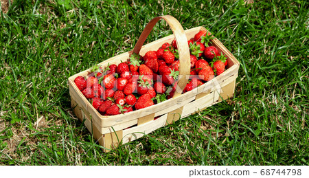 Wooden basket with red strawberries on green grass Wooden basket with red strawberries on green grass 68744798