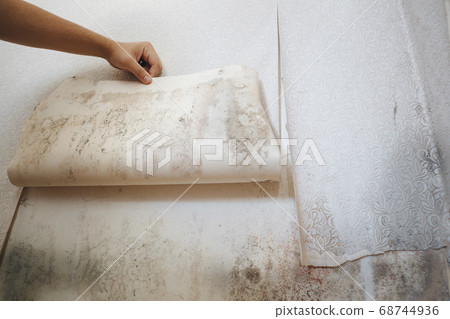 girl found mold in the corner of your bathroom , in your residential building after renovation 68744936