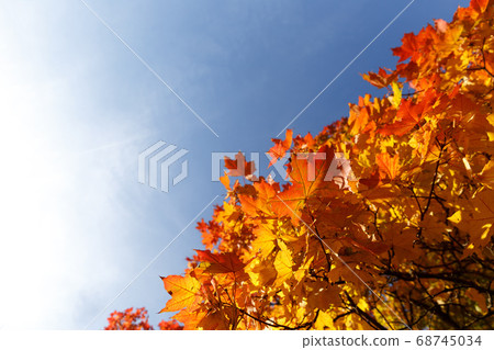 autumn leaves 68745034