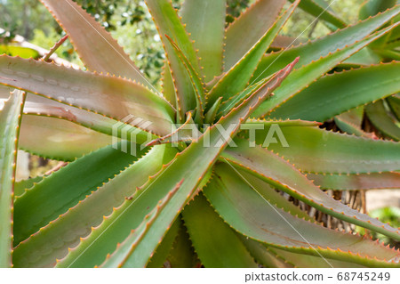 Red Hot Poker, Aloe Arborescens, Aloeacceae from South Africa 68745249