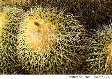 Close up Golden Barrel, cactus ball, Echinocactus Grusonii, Cactaceae 68745274