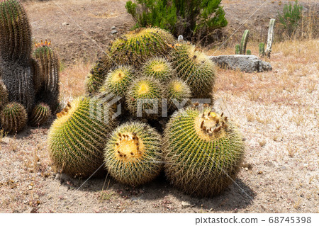 Close up Golden Barrel, cactus ball, Echinocactus Grusonii, Cactaceae 68745398