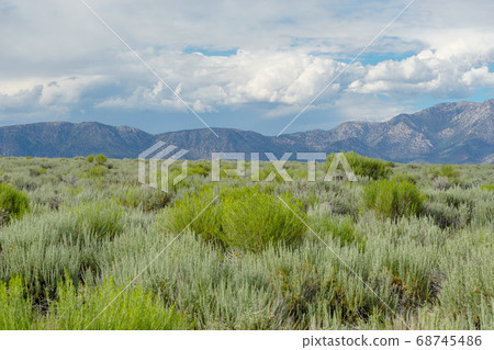 Green wild land with sagebrush plant and mountain in the background next the Lake Crowley 68745486