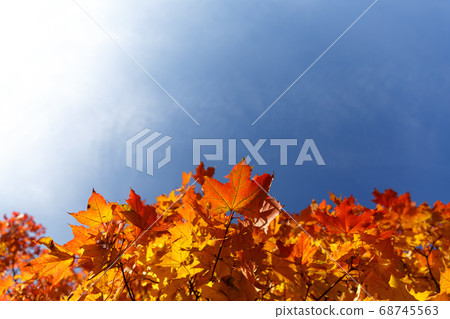 Autumn leaves with the blue sky background Autumn leaves with the blue sky background 68745563