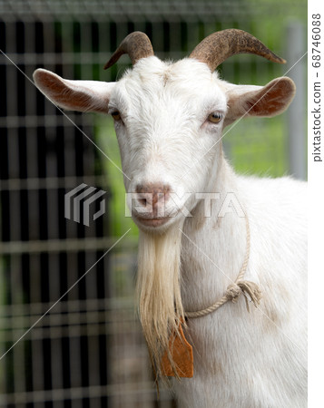 山羊 68746088