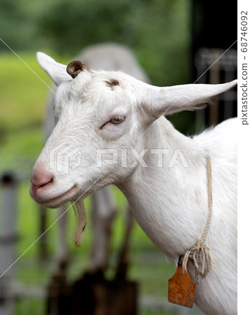 Goat Goat 68746092