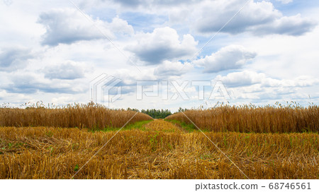 Field of golden ripe dry wheat ready for harvest 68746561