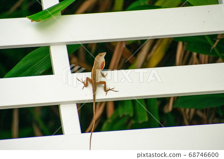 A Shot of a Gecko on a Pool Chair 68746600
