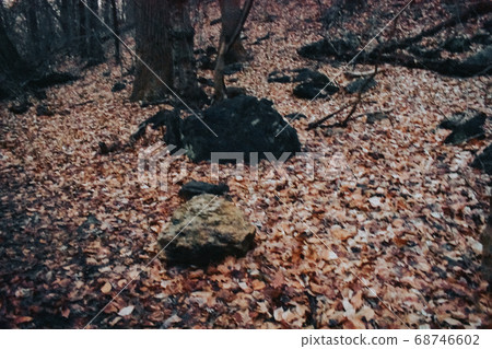 A Shot of Rocks on the Forest Floor 68746602