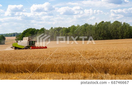 Combine harvester harvests gold wheat in field 68746667