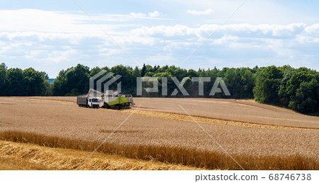 Collecting wheat combine, unloading seeds in truck Collecting wheat combine, unloading seeds in truck 68746738