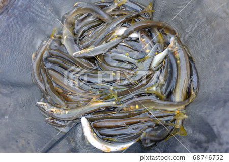 Ayu fishing fruit fruits 68746752