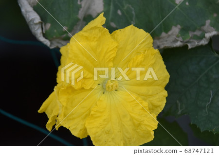 Yellow flower 68747121