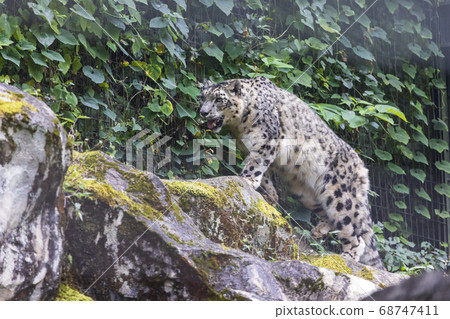Tama Zoological Park, Snow Leopard, Snow Leopard 68747411