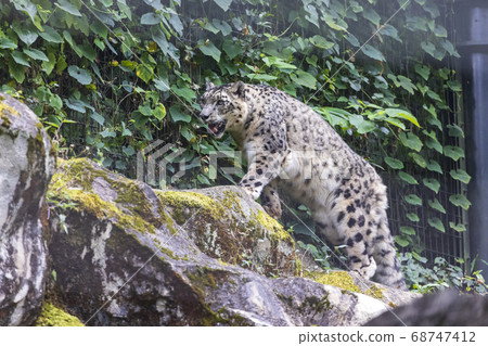 多摩動物公園,雪豹,雪豹 多摩動物公園,雪豹,雪豹 68747412