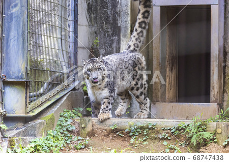 多摩動物公園,雪豹,雪豹 多摩動物公園,雪豹,雪豹 68747438