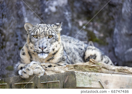 Tama Zoological Park, Snow Leopard, Snow Leopard 68747486