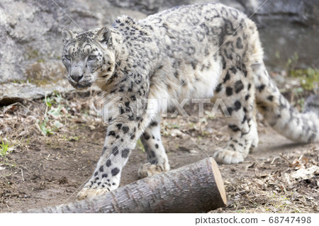 多摩動物公園,雪豹,雪豹 多摩動物公園,雪豹,雪豹 68747498