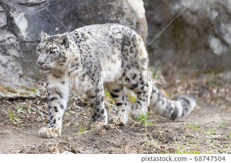 Tama Zoological Park, Snow Leopard, Snow Leopard 68747504