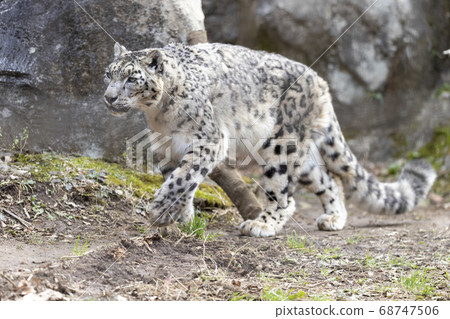 Tama Zoological Park, Snow Leopard, Snow Leopard Tama Zoological Park, Snow Leopard, Snow Leopard 68747506