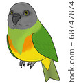 Senegal parrot 68747874