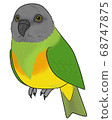 Senegal parrot 68747875