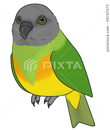 塞內加爾鸚鵡 68747875