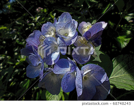Hydrangea Hydrangea 68748243
