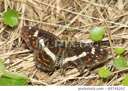 Sakahabo Hosho Sakahabo Hosho 68748262