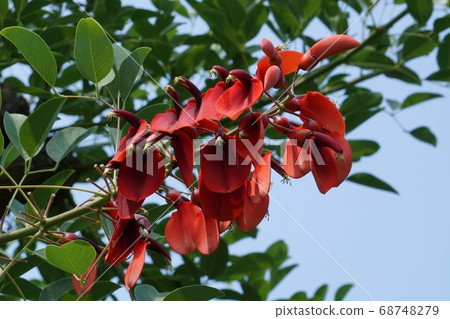 生動的美國Deigo紅色花朵 68748279