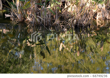 Scenery of Shonai Ryokuchi Park Scenery of Shonai Ryokuchi Park 68749236
