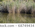 Scenery of Shonai Ryokuchi Park 68749434