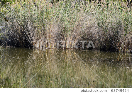 Scenery of Shonai Ryokuchi Park 68749434