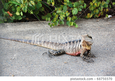 A lizard A lizard 68750370