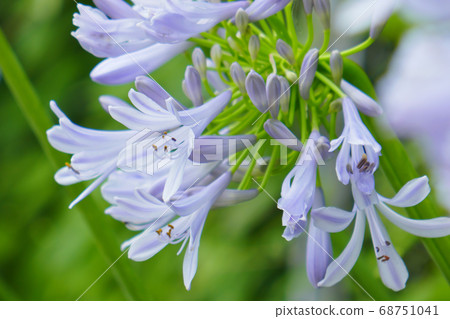 初夏花卉百子蓮 68751041