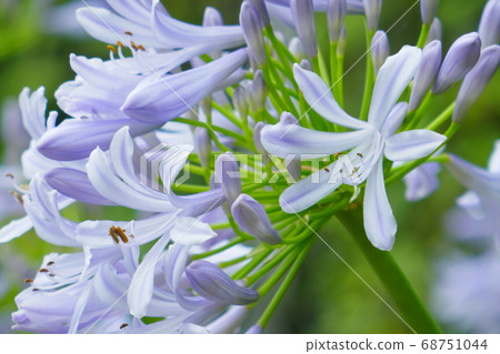 Early Summer Flower Agapanthus Early Summer Flower Agapanthus 68751044