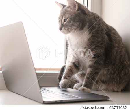 Focused, serious cat works remotely on a laptop, sitting on a windowsill by the window at home Focused, serious cat works remotely on a laptop, sitting on a windowsill by the window at home 68751082