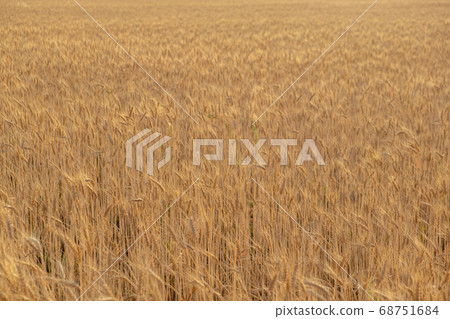golden wheat field in summer. sunrise on the wheat field with rye . summer wheat golden wheat field in summer. sunrise on the wheat field with rye . summer wheat 68751684
