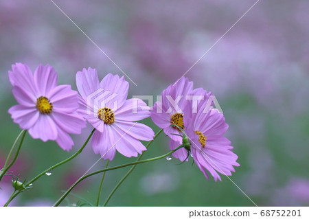 在秋風中綻放 68752201