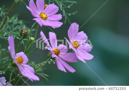 在秋風中綻放 68752203