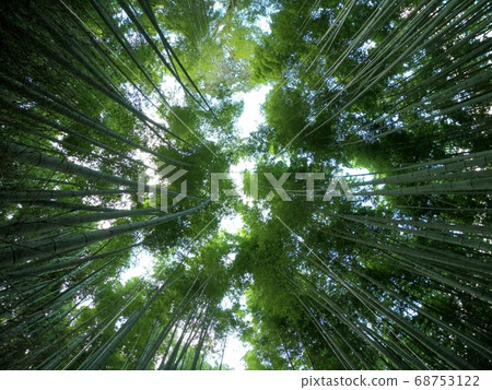 Bamboo Forest Path, Arashiyama, Kyoto Prefecture 68753122