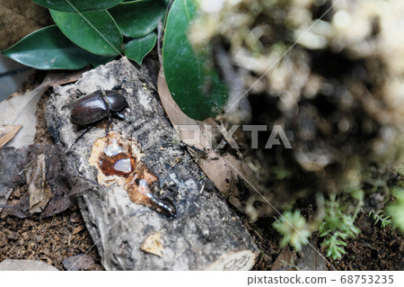 Female beetle sucking densely Female beetle sucking densely 68753235