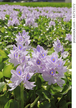 Water hyacinth [Ruins of Honyakushiji Temple in Kashihara City, Nara Prefecture] 68753372