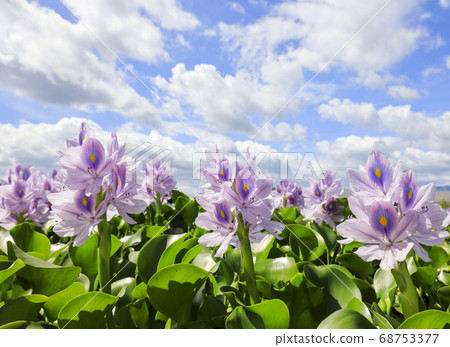 Water hyacinth [Ruins of Honyakushiji Temple in Kashihara City, Nara Prefecture] 68753377