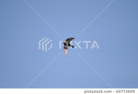 A swallowtail swallow flying in the midsummer blue sky 68753609