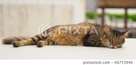 A nap of a cat A nap of a cat 68753940