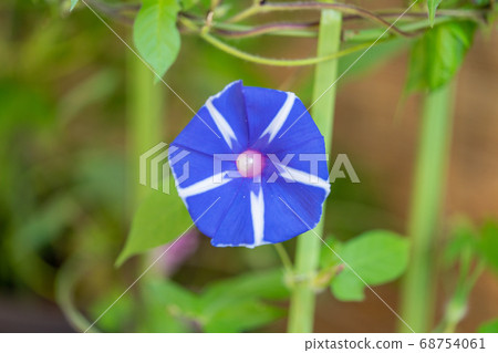 夏日牽牛花 夏日牽牛花 68754061